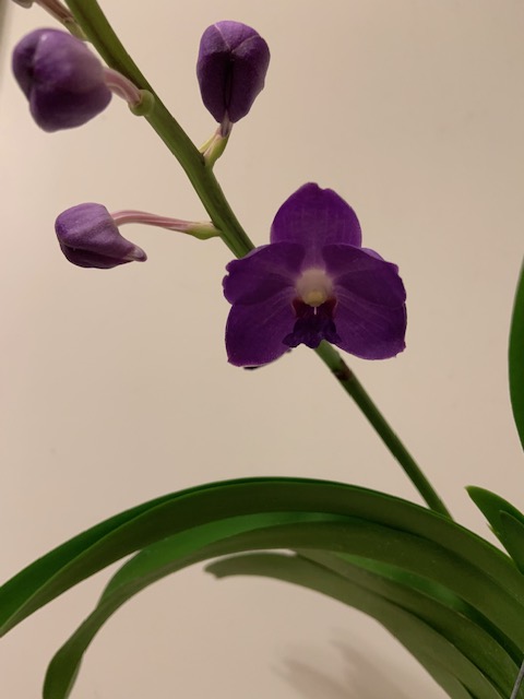 purple vanda orchid in various stages of flowering or blooming